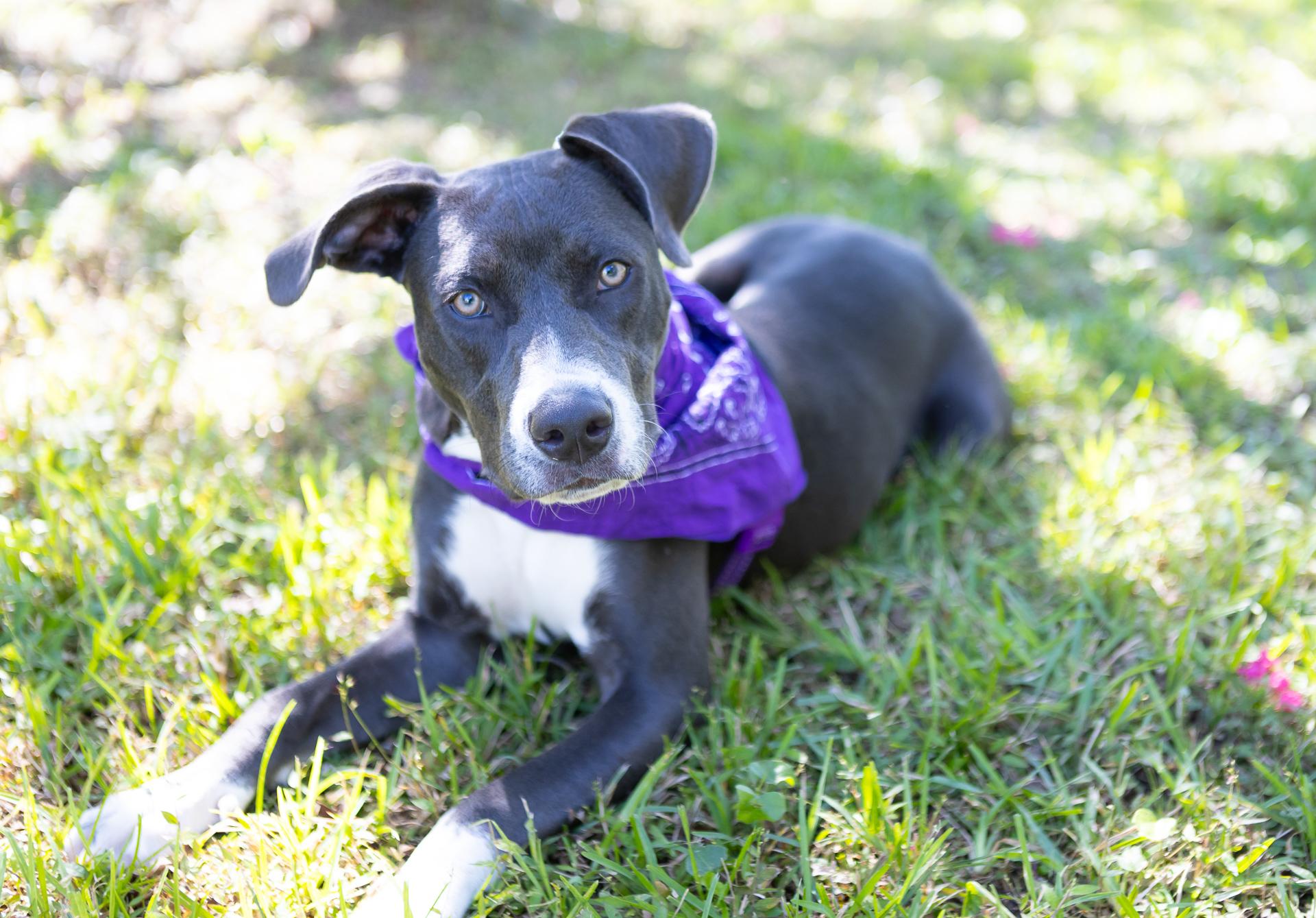 Enlarge Ivy, a Adopted American Staffordshire Terrier in Zachary, LA image 6/6