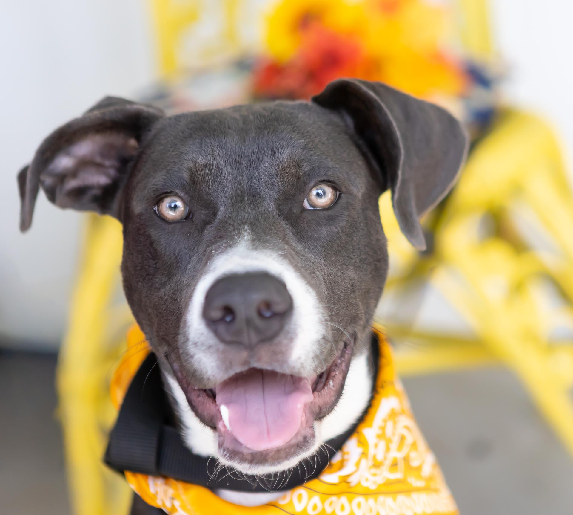 Enlarge Ivy, a Adopted American Staffordshire Terrier in Zachary, LA image 1/6