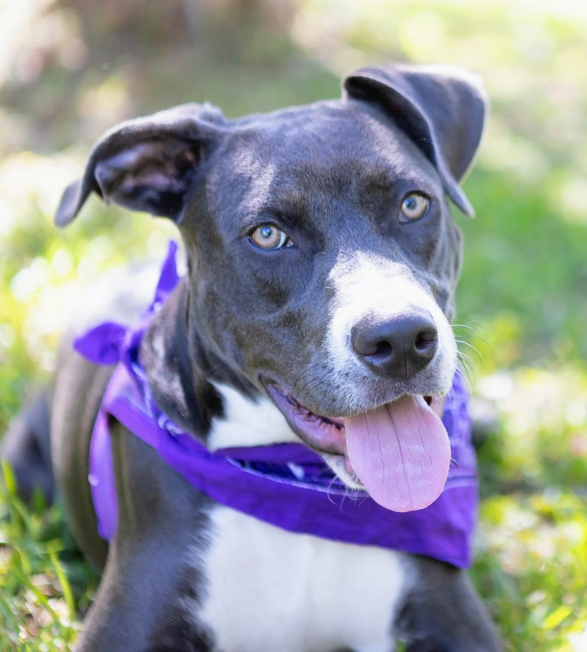 Enlarge Ivy, a Adopted American Staffordshire Terrier in Zachary, LA image 3/6