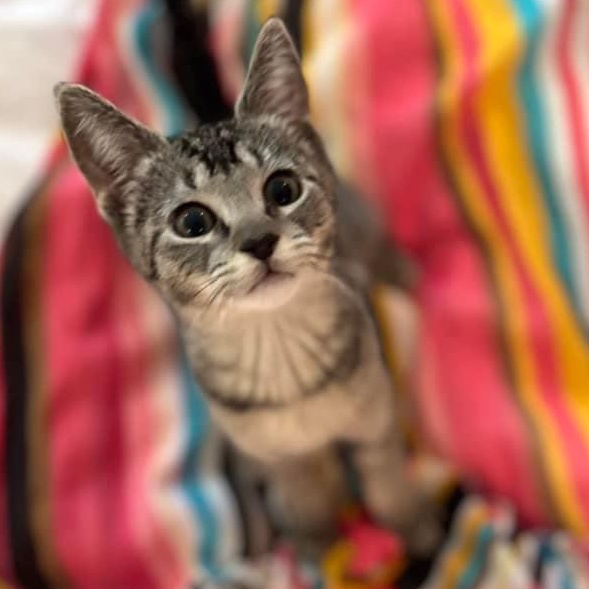 Stripey