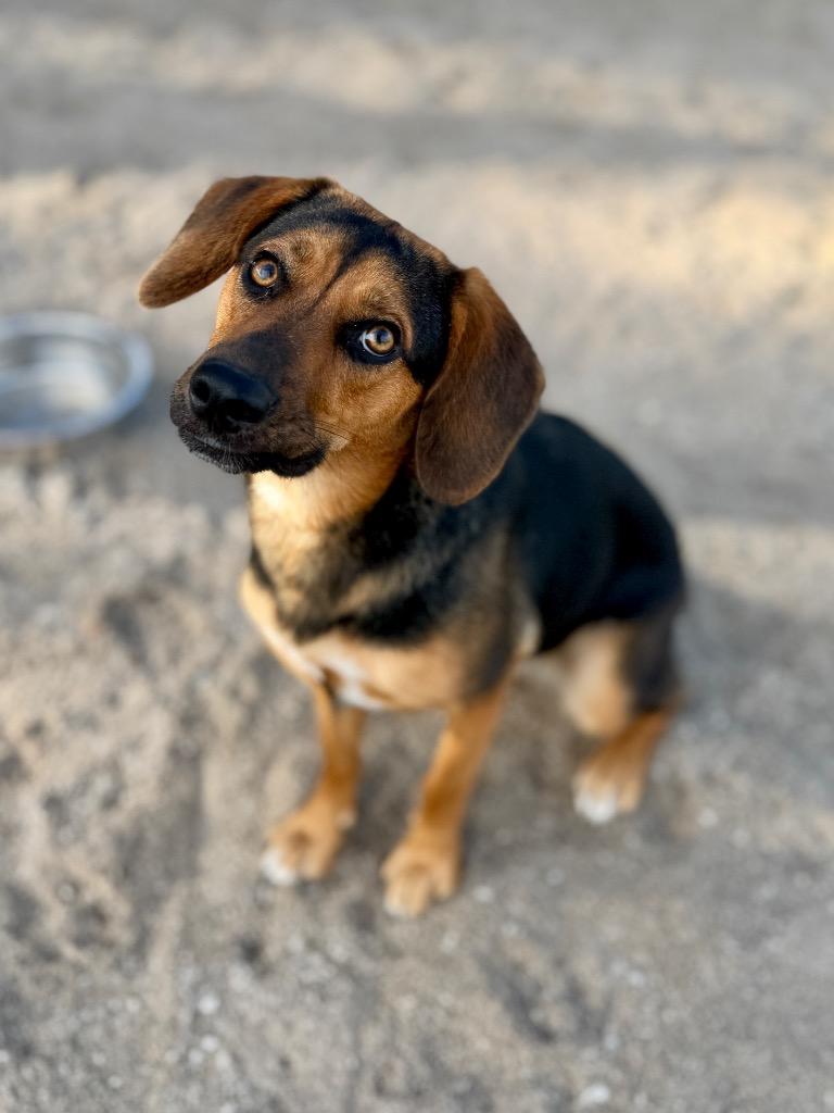 Enlarge Seven, a Adoptable Beagle in Muskegon, MI image 1/5