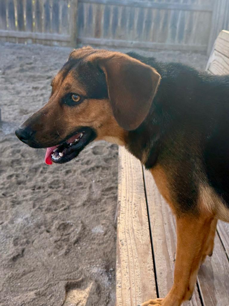 Enlarge Seven, a Adoptable Beagle in Muskegon, MI image 2/5