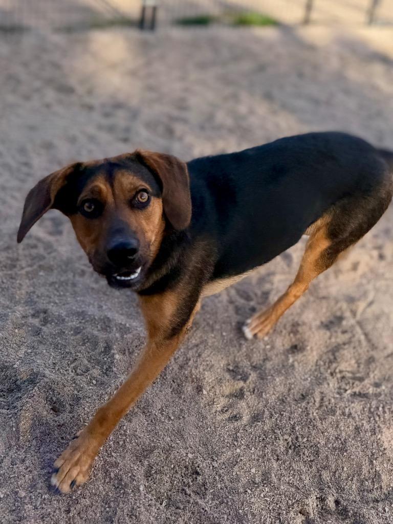 Enlarge Seven, a Adoptable Beagle in Muskegon, MI image 3/5