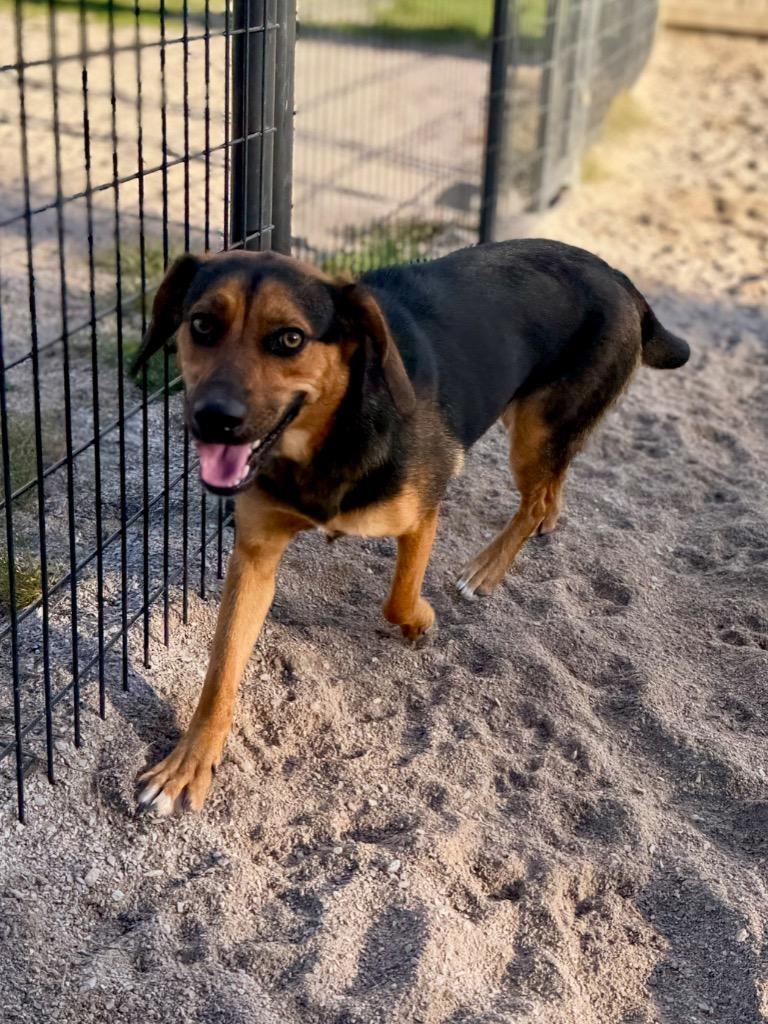 Enlarge Seven, a Adoptable Beagle in Muskegon, MI image 4/5
