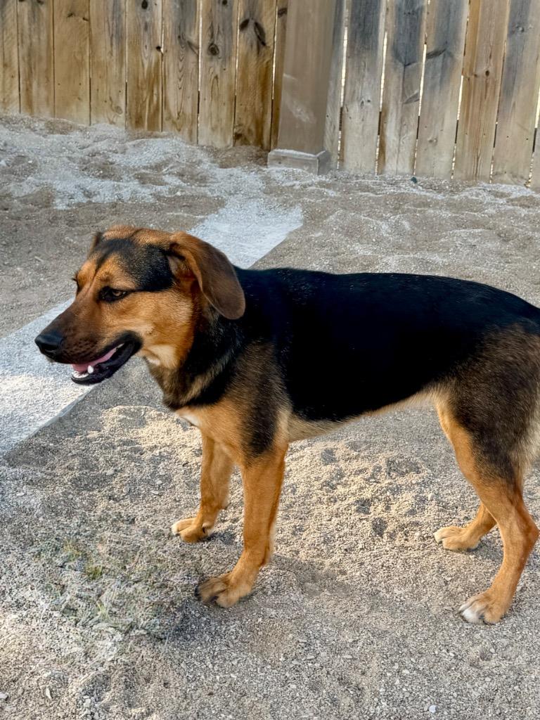 Enlarge Seven, a Adoptable Beagle in Muskegon, MI image 5/5
