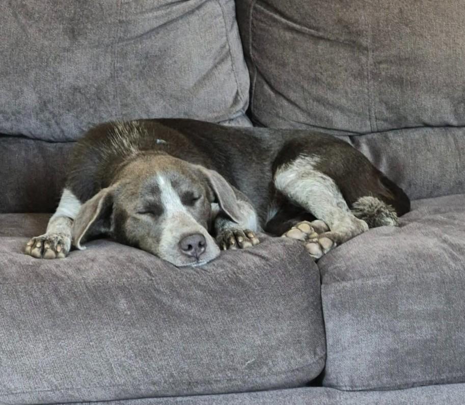 Enlarge SHADOW, a Adopted Blue Lacy in Lincoln, NE image 5/5