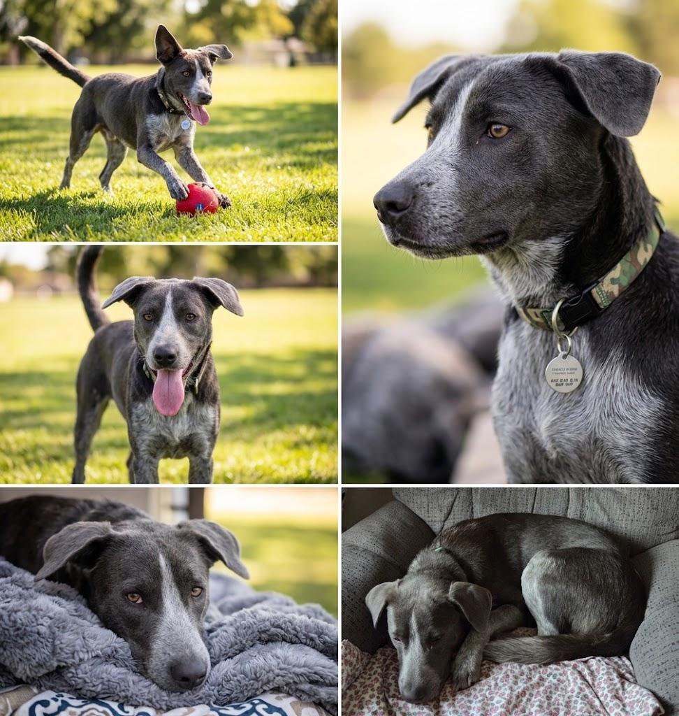 Enlarge SHADOW, a Adopted Blue Lacy in Lincoln, NE image 4/5