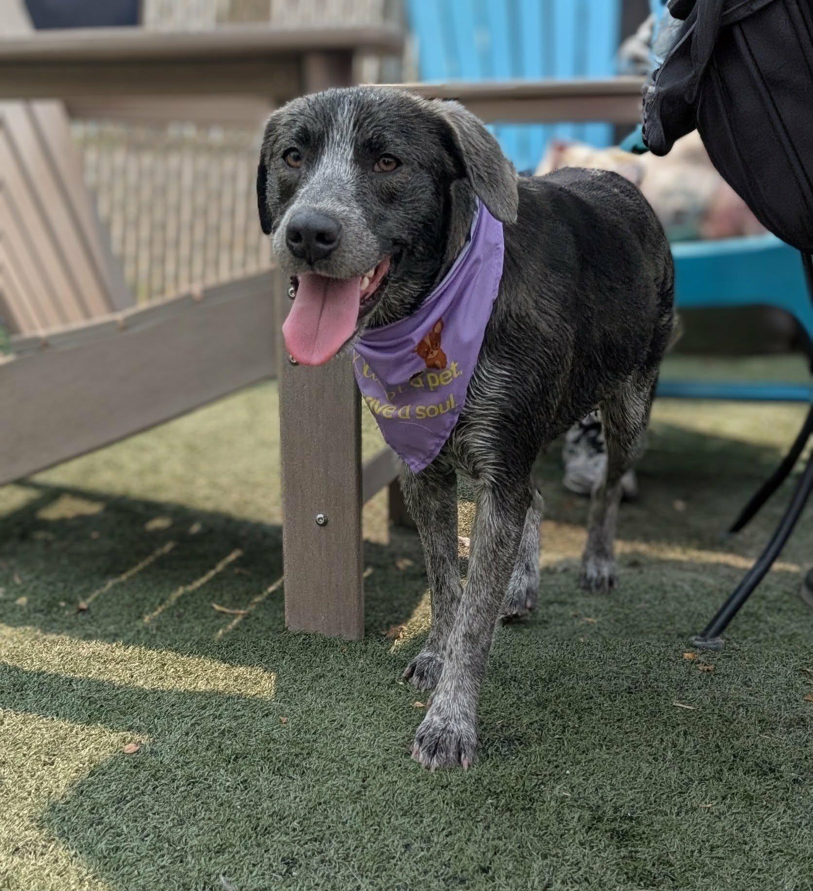 Enlarge SHADOW, a Adopted Blue Lacy in Lincoln, NE image 3/5