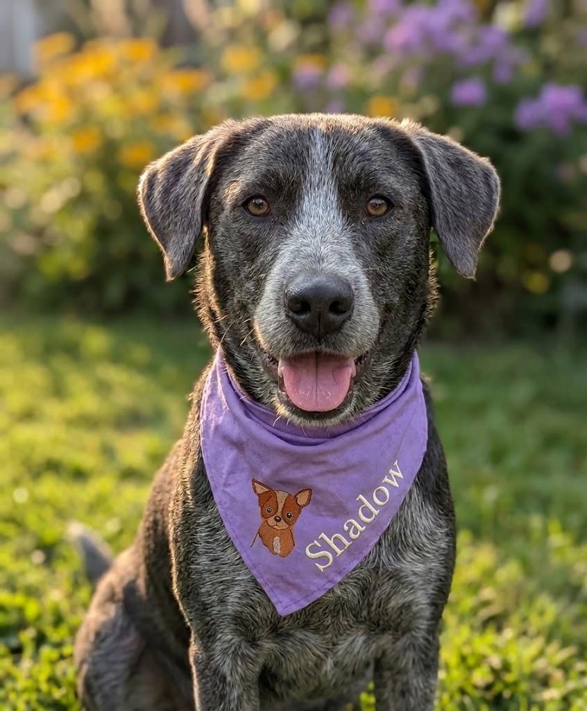 Enlarge SHADOW, a Adopted Blue Lacy in Lincoln, NE image 1/5