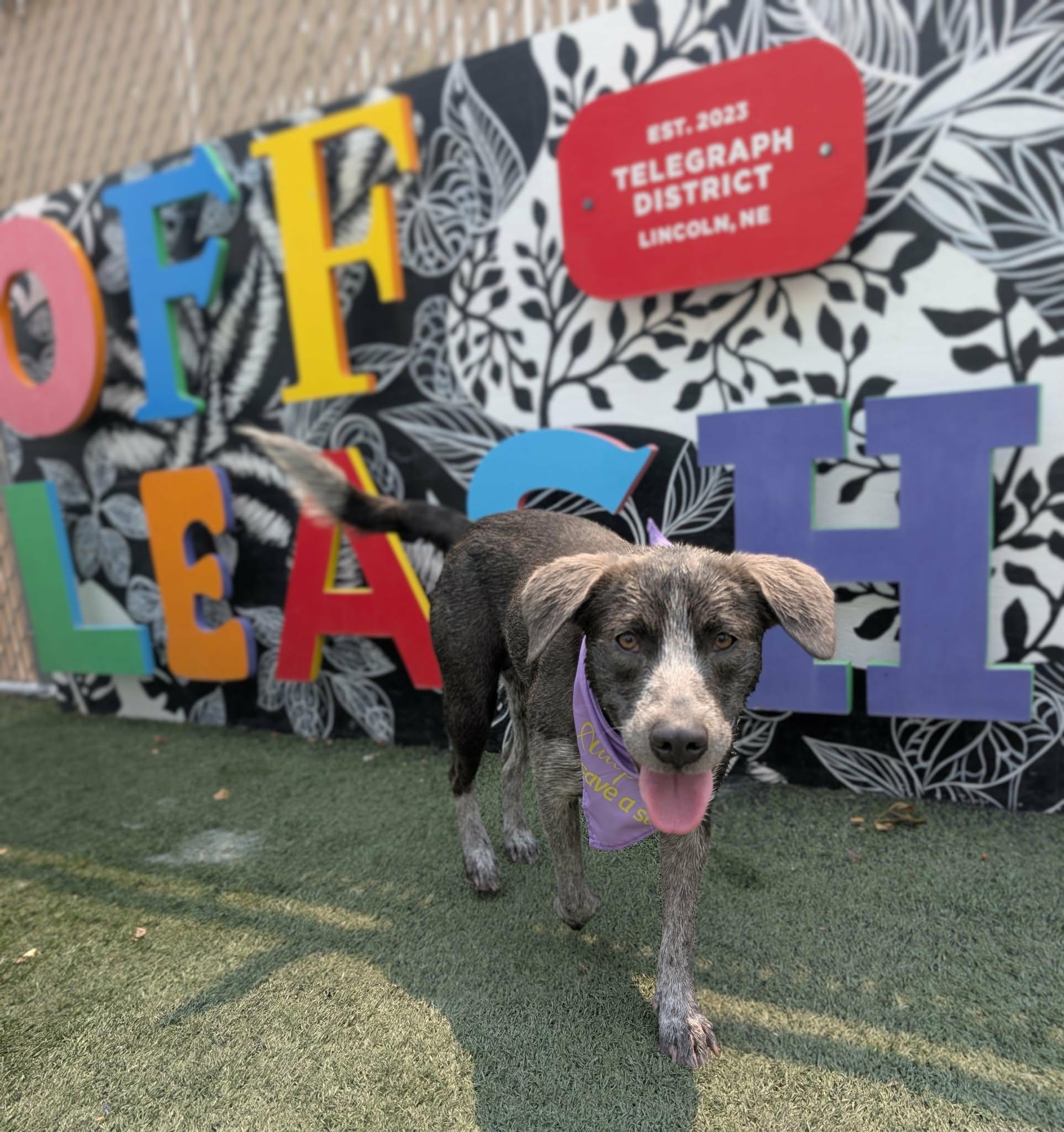 Enlarge SHADOW, a Adopted Blue Lacy in Lincoln, NE image 2/5