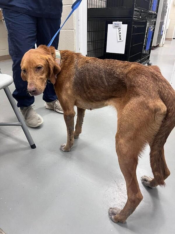 Enlarge cookie, a Adoptable Treeing Walker Coonhound in Burgaw, NC image 1/1