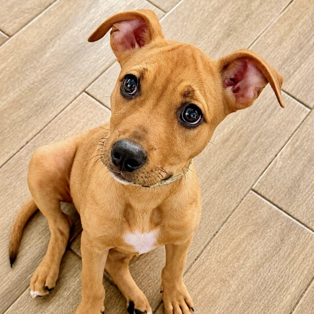 Penny, a Adoptable mixed breed in Bellevue, WA image 3/6