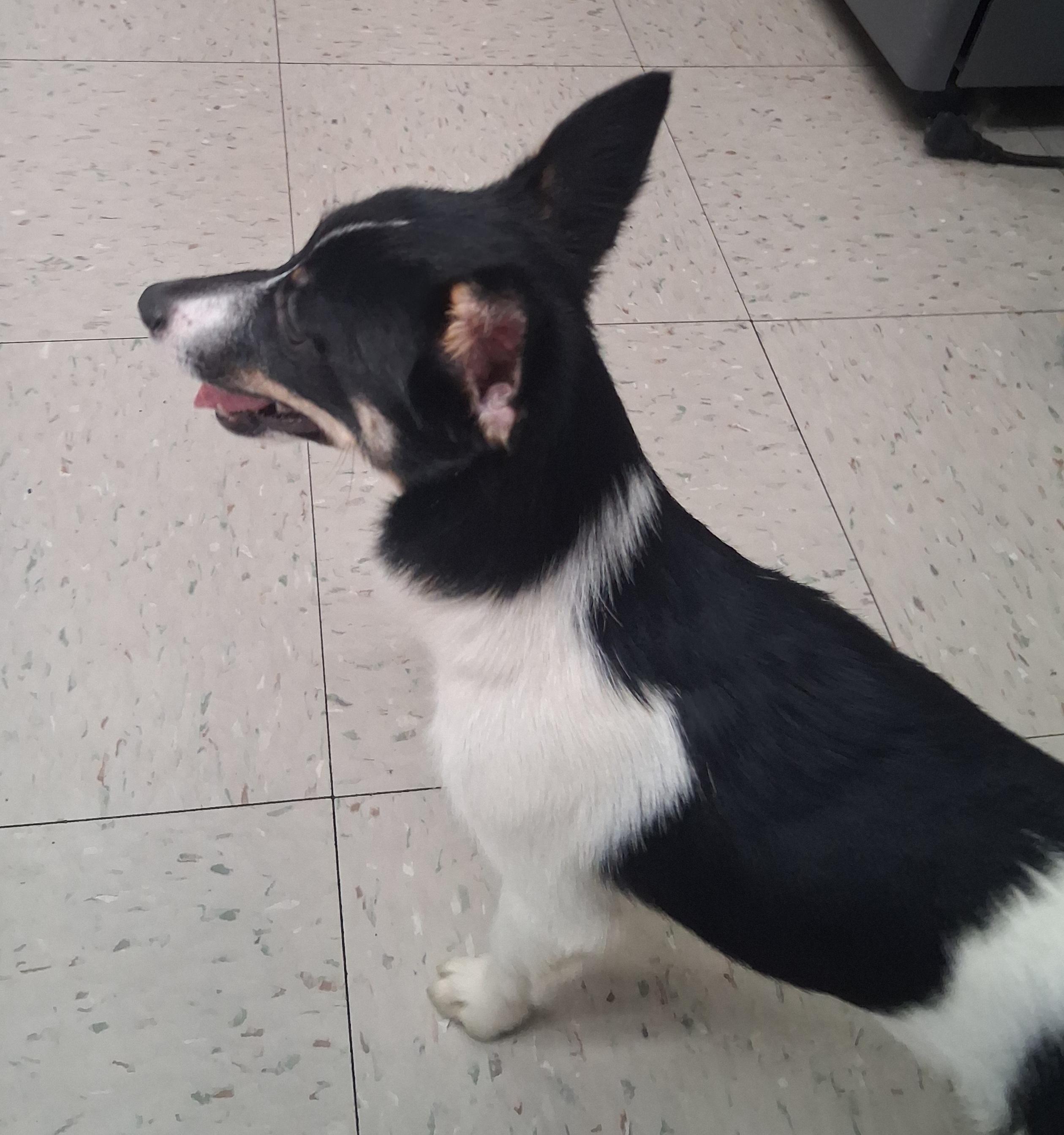 Enlarge Java, a Adoptable mixed breed in Onley, VA image 3/4