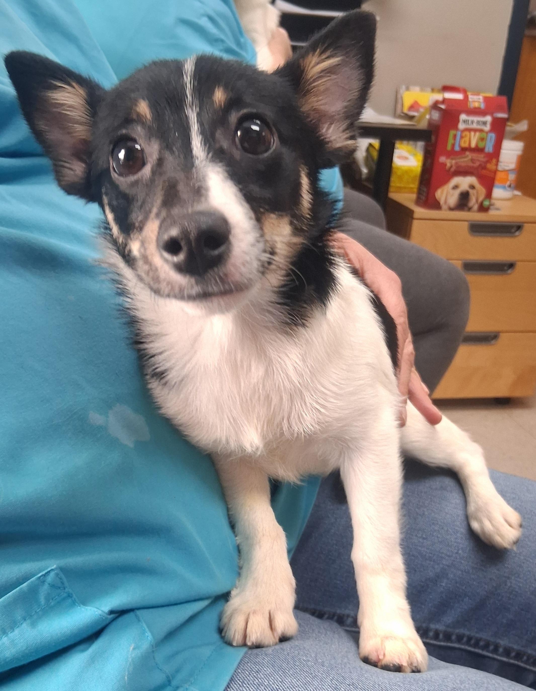 Java, Adoptable, Puppy Female Pomeranian & Jack Russell Terrier.