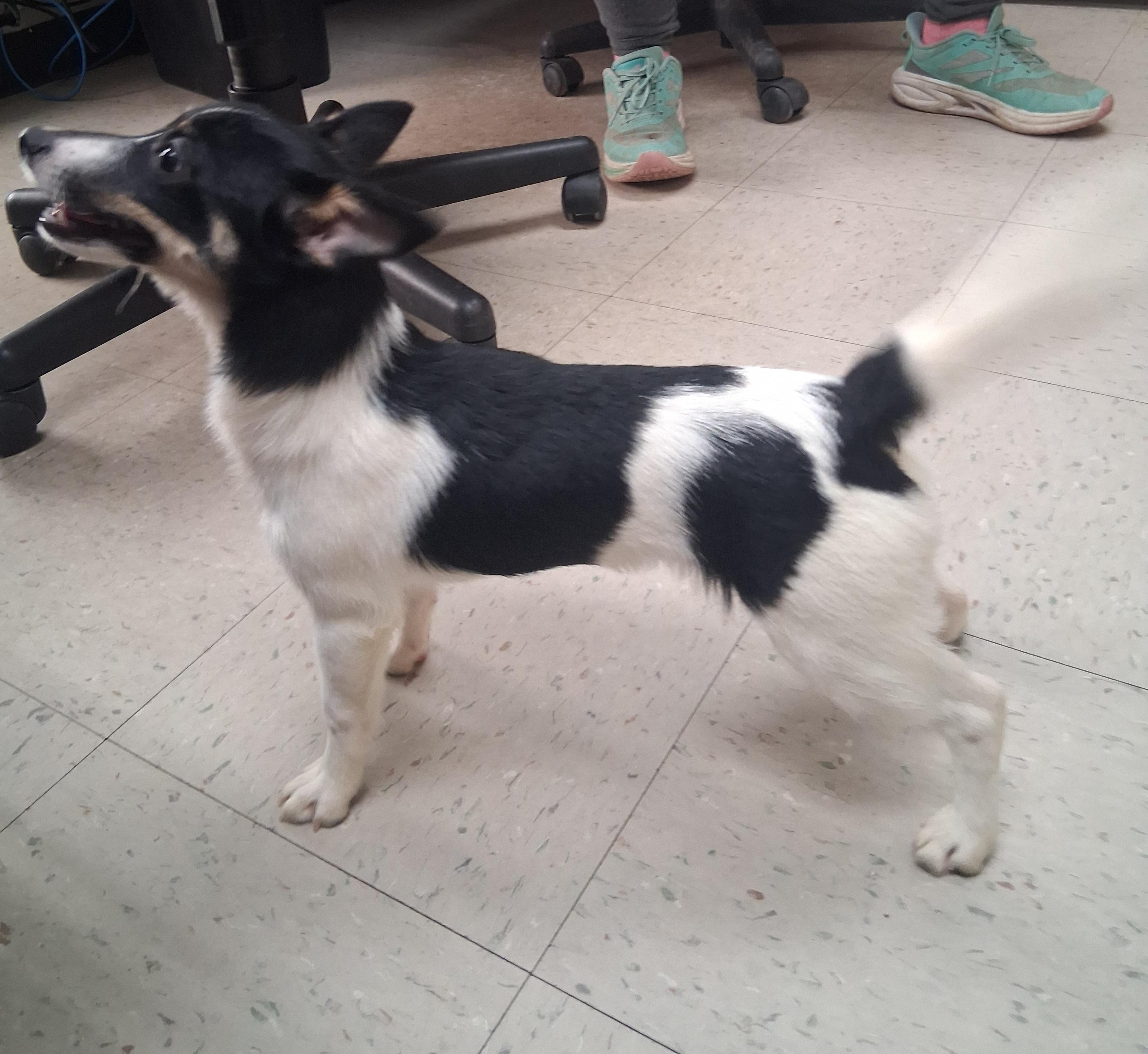 Enlarge Java, a Adoptable mixed breed in Onley, VA image 4/4