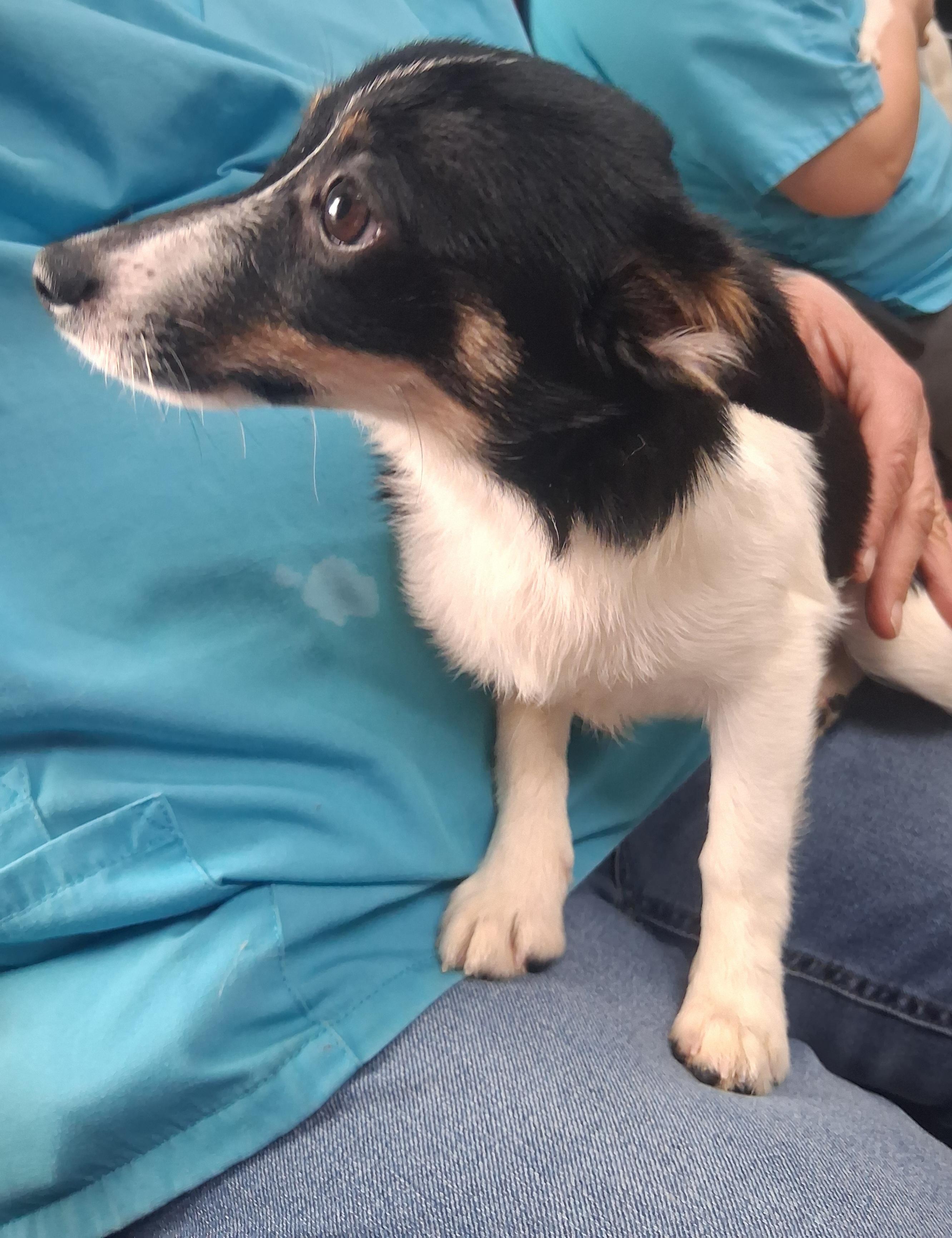 Enlarge Java, a Adoptable mixed breed in Onley, VA image 2/4