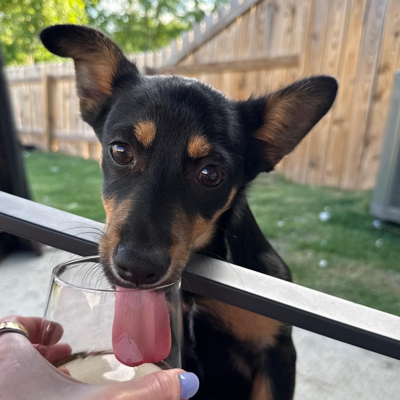 Rudy, an adopted mixed breed in Richmond, VA image 2/5