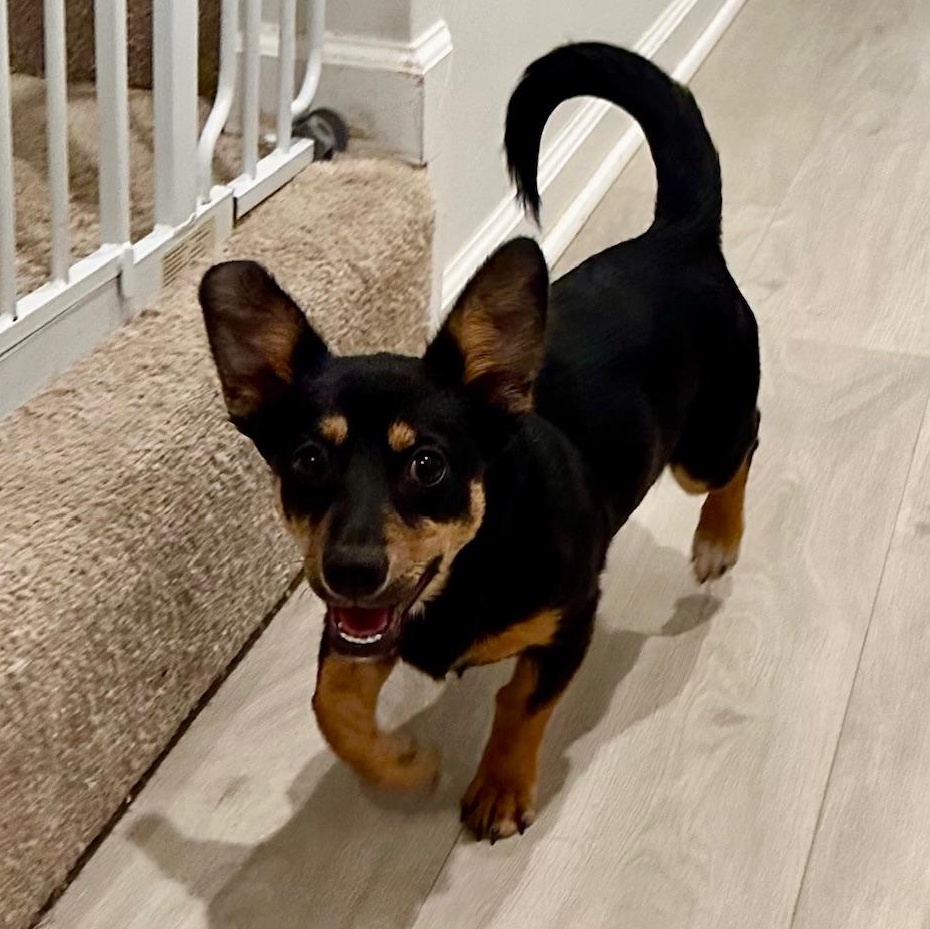 Rudy, adopted, Young Male Chihuahua & Dachshund.
