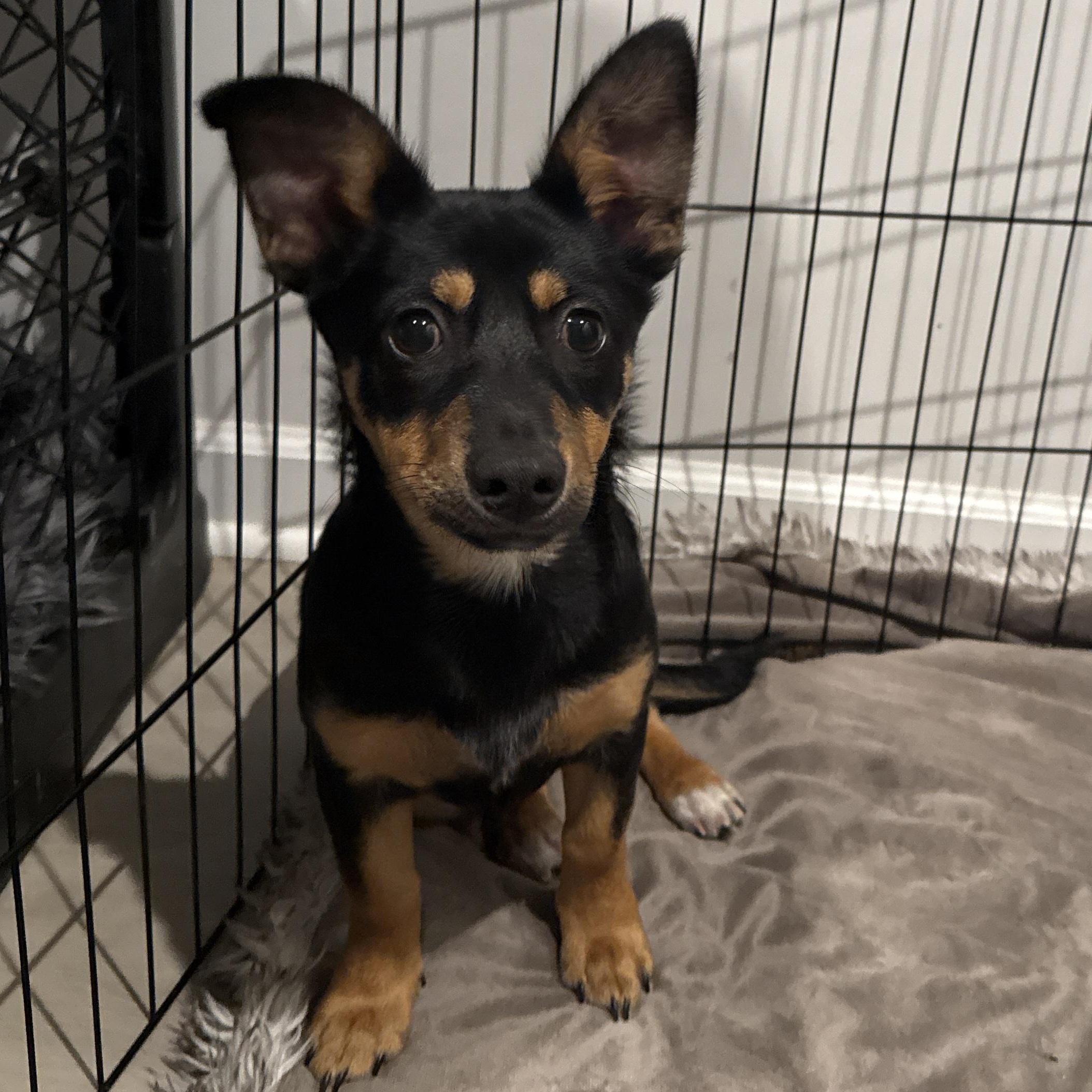 Rudy, an adopted mixed breed in Richmond, VA image 4/5