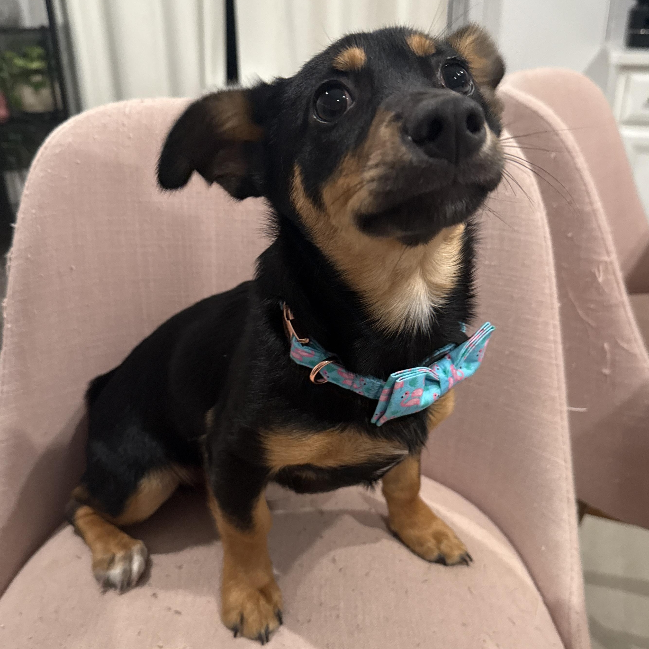 Rudy, an adopted mixed breed in Richmond, VA image 3/5
