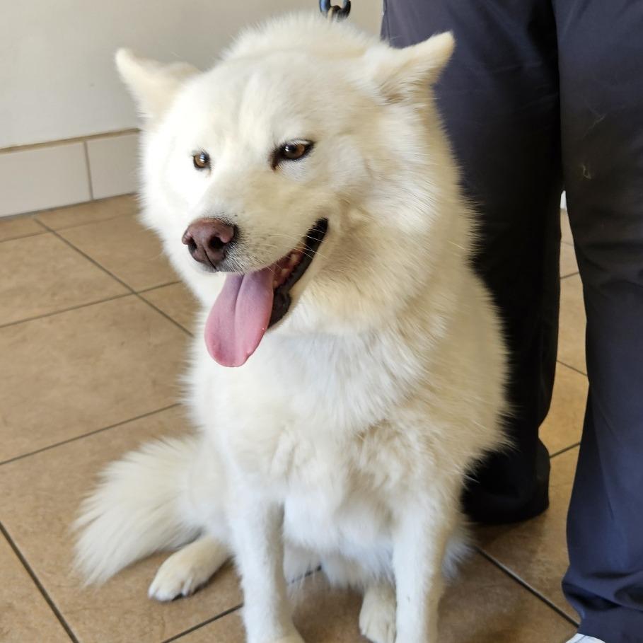 Kacie, Adoptable, Adult Female Samoyed & American Eskimo Dog.