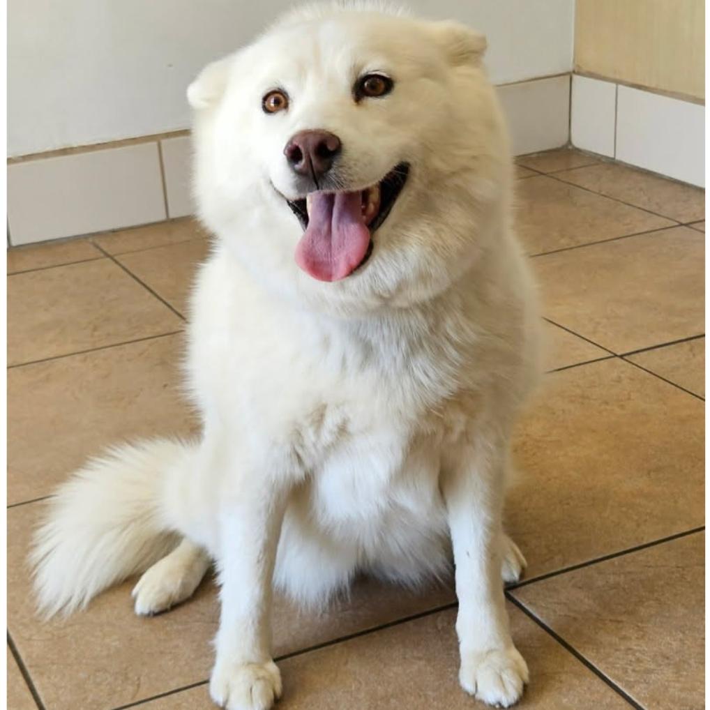 Enlarge Kacie, a Adoptable mixed breed in Los Angeles, CA image 2/3
