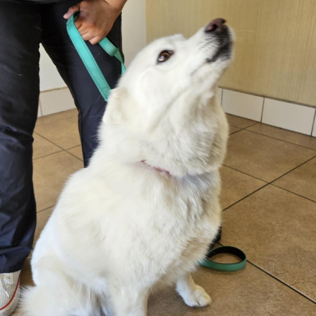 Enlarge Kacie, a Adoptable mixed breed in Los Angeles, CA image 3/3