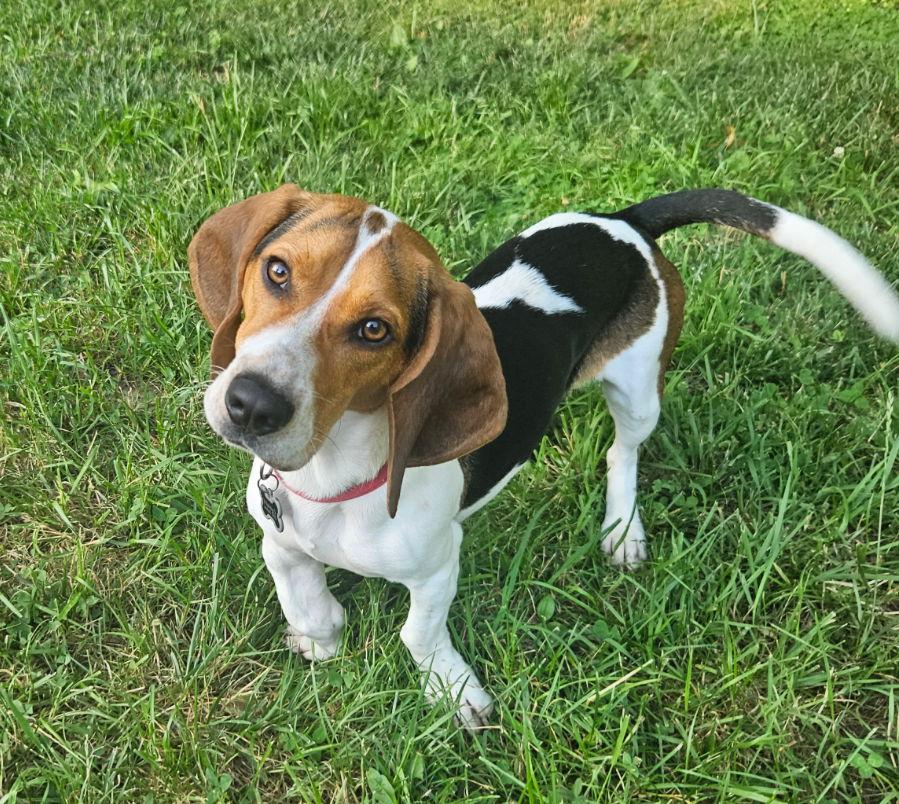 Enlarge Spot, a Adopted mixed breed in Brookville, OH image 1/3