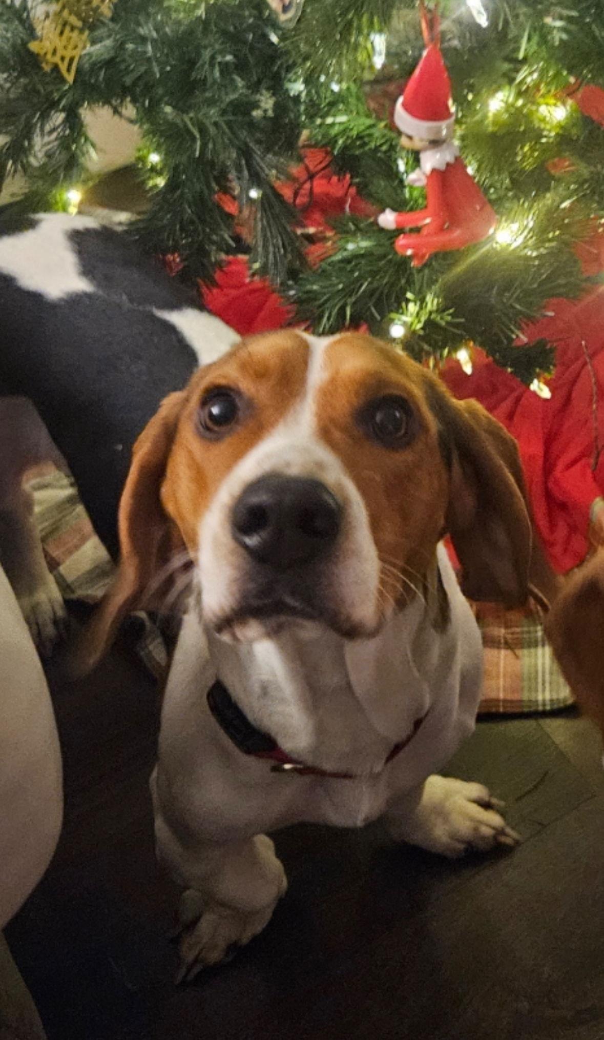 Enlarge Spot, a Adopted mixed breed in Brookville, OH image 3/3