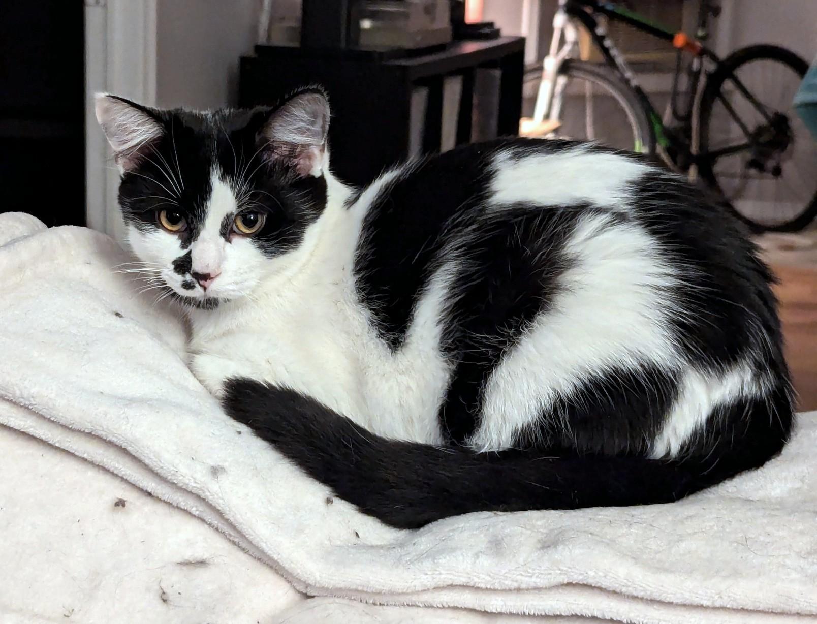 Enlarge Ghost Pepper, a Adoptable Tuxedo in Verdun, QC image 1/3