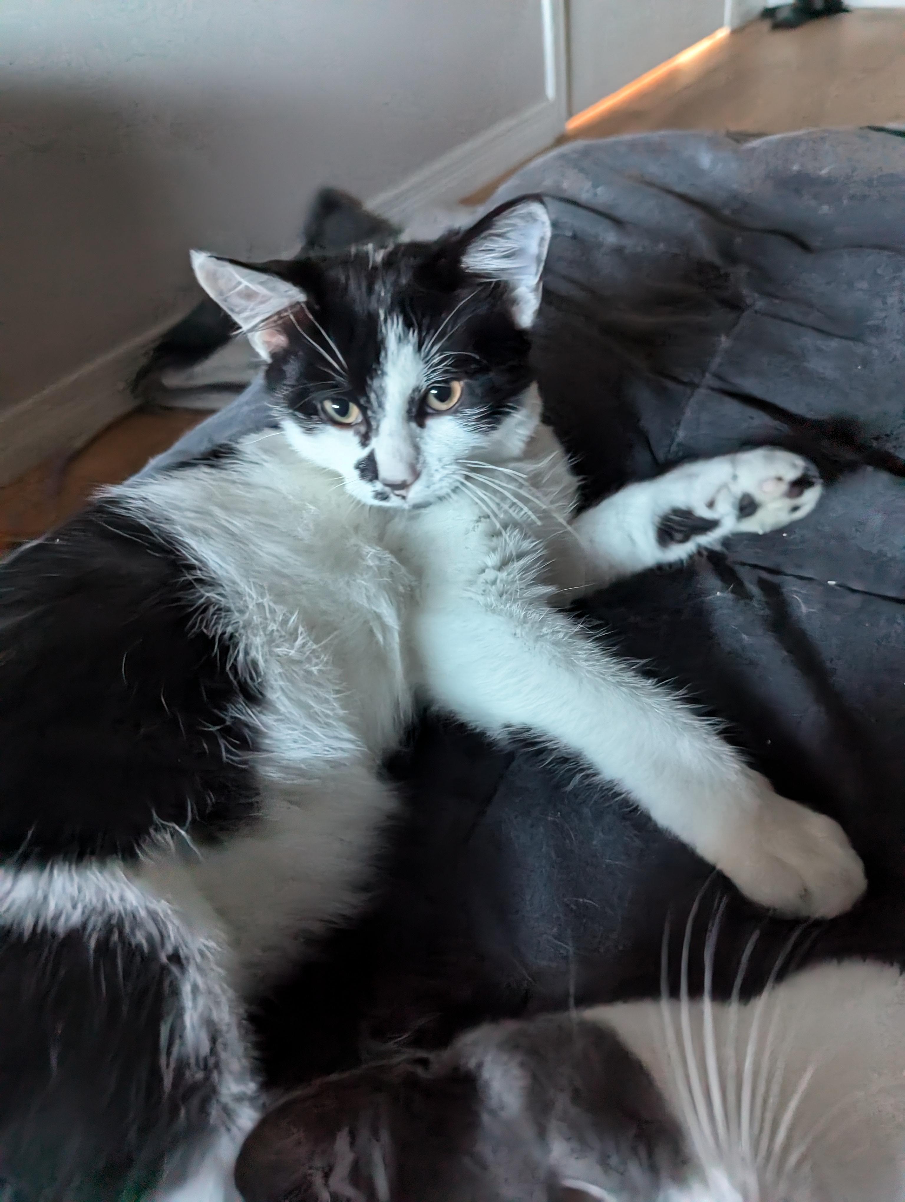Enlarge Ghost Pepper, a Adoptable Tuxedo in Verdun, QC image 2/3