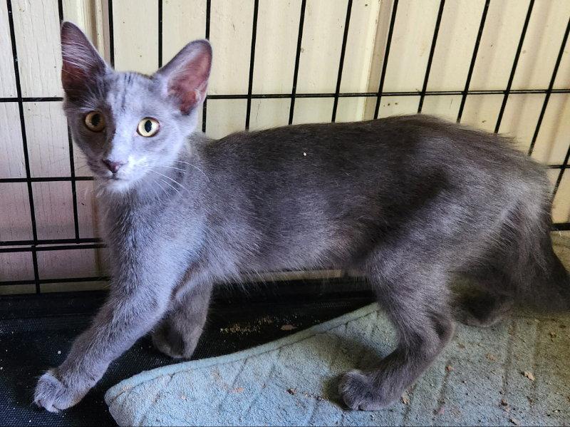 Enlarge Shira, a Adopted Domestic Medium Hair in Pineville, LA image 1/3