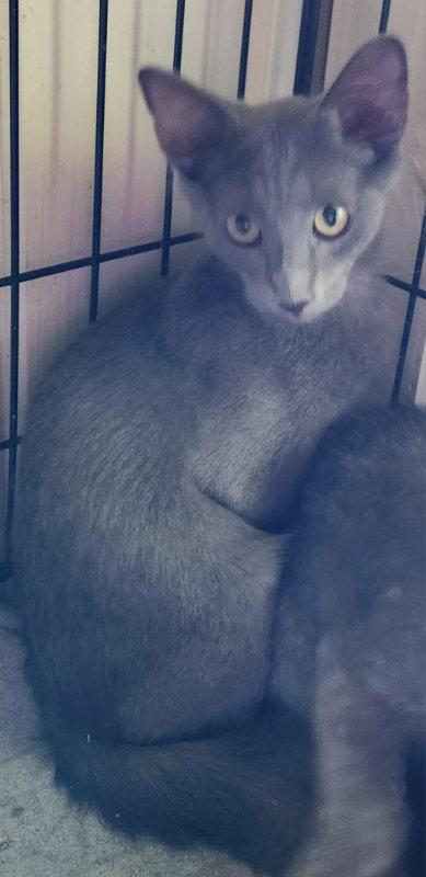 Enlarge Shira, a Adopted Domestic Medium Hair in Pineville, LA image 2/3