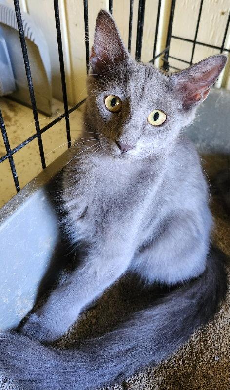 Enlarge Shira, a Adopted Domestic Medium Hair in Pineville, LA image 3/3