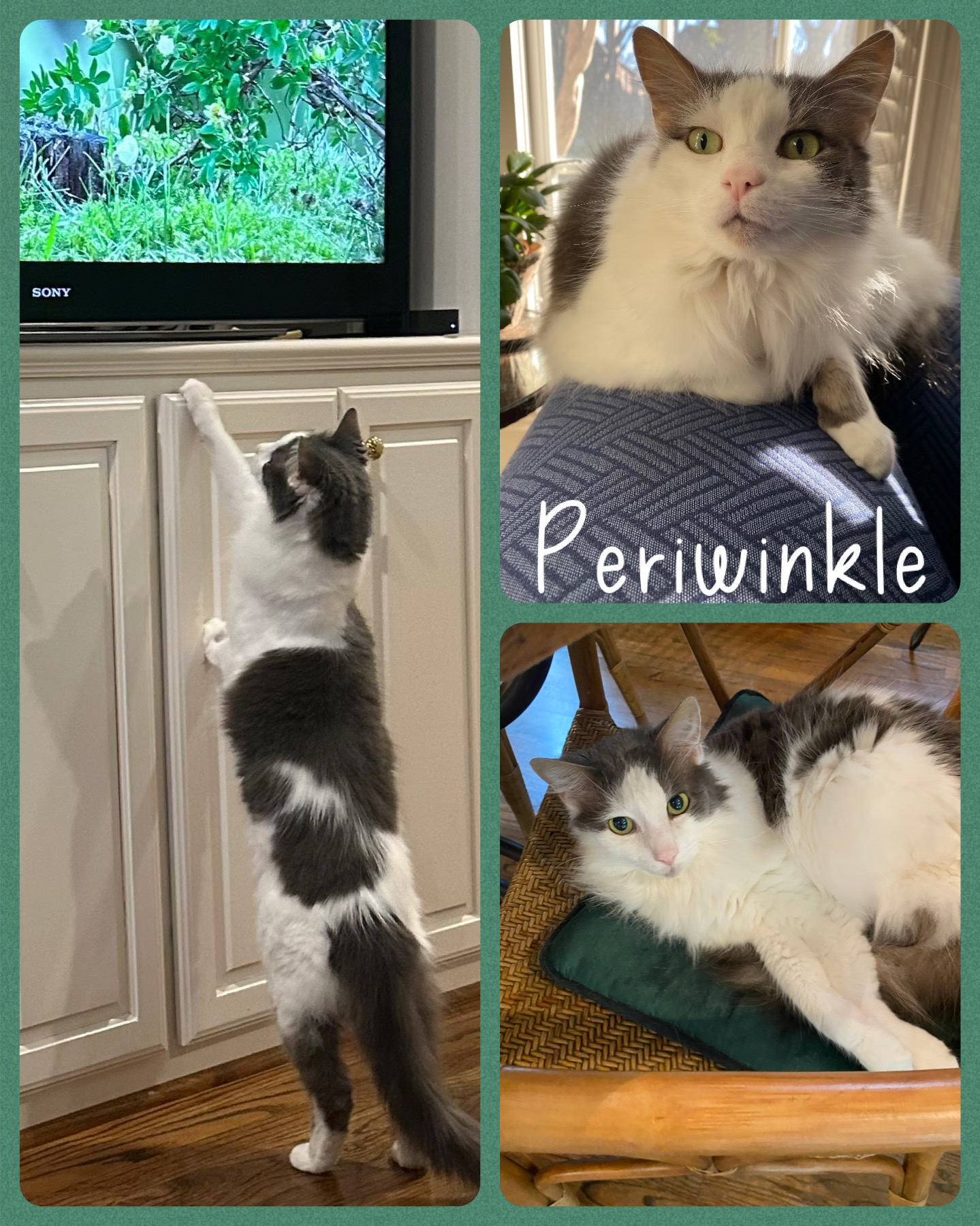 Periwinkle, Adoptable, Adult Male Domestic Short Hair.