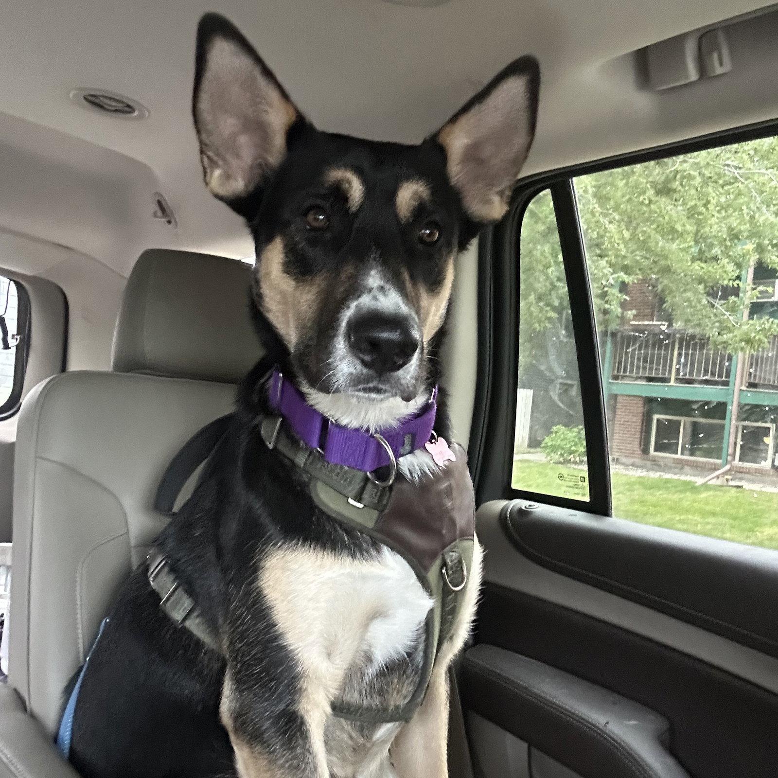 Poo Fighter, Adoptable, Adult Male Husky.