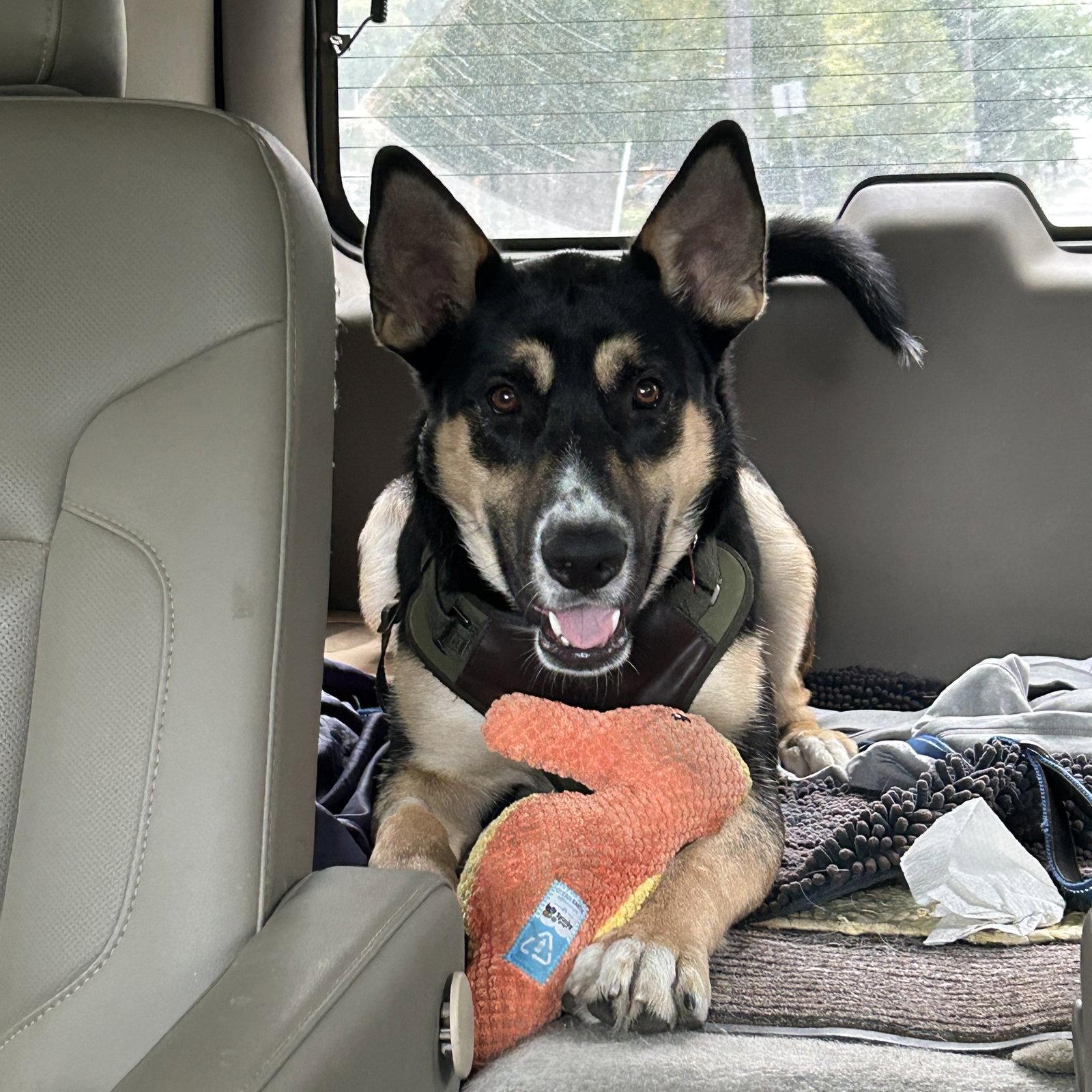 Enlarge Poo Fighter, a Adoptable Husky in Fargo, ND image 2/3