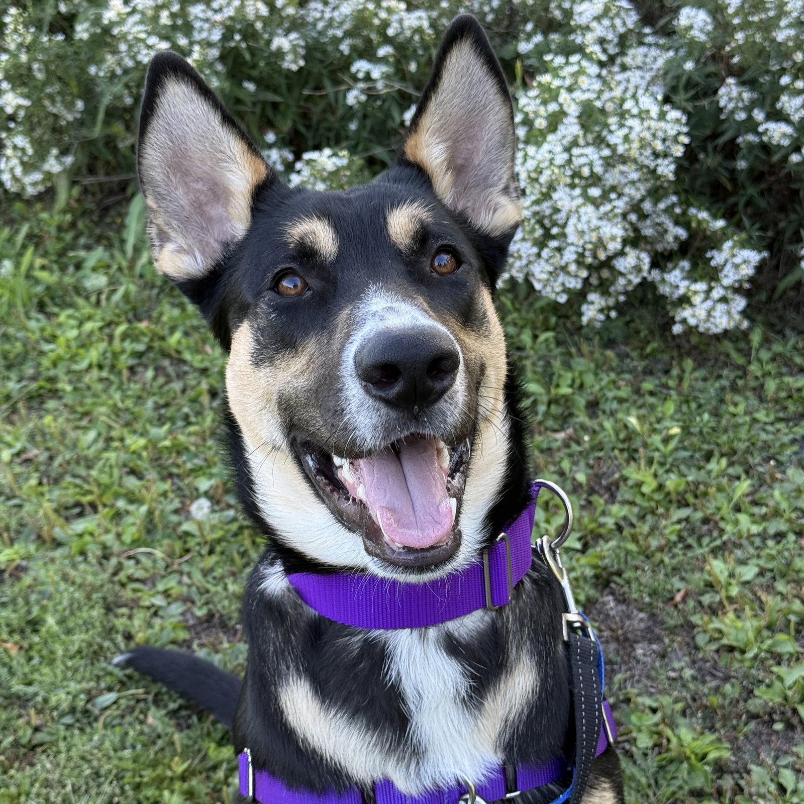 Enlarge Poo Fighter, a Adoptable Husky in Fargo, ND image 3/3