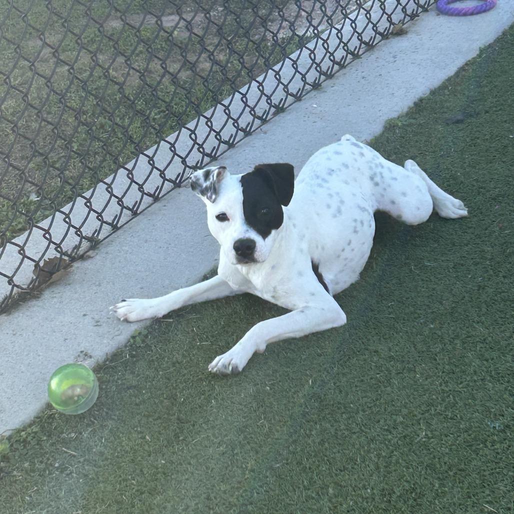 Kyomy, Adoptable, Young Female Mixed Breed.