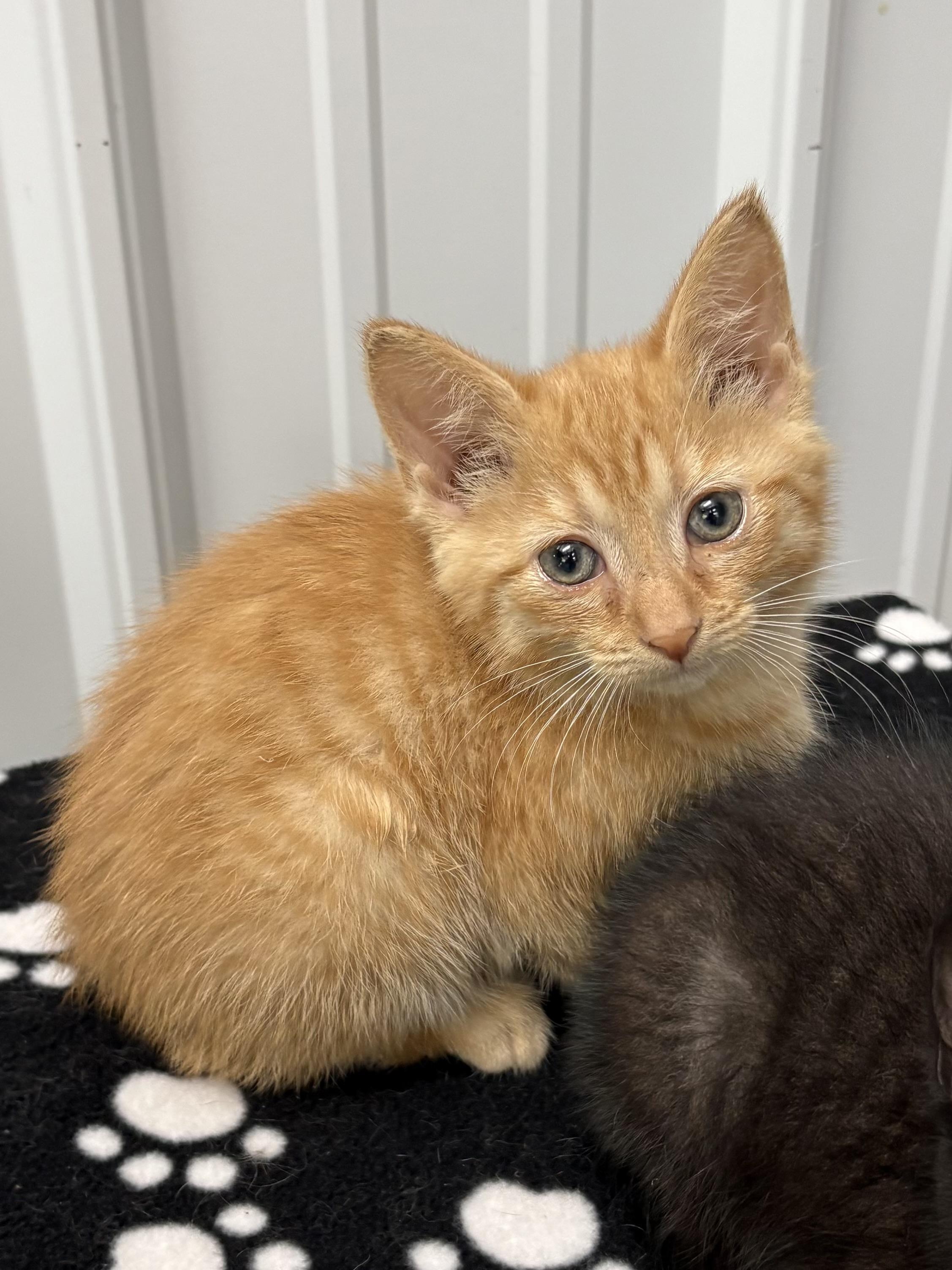 Enlarge Chief, a ADOPTABLE American Shorthair in Big Rapids, MI image 1/3
