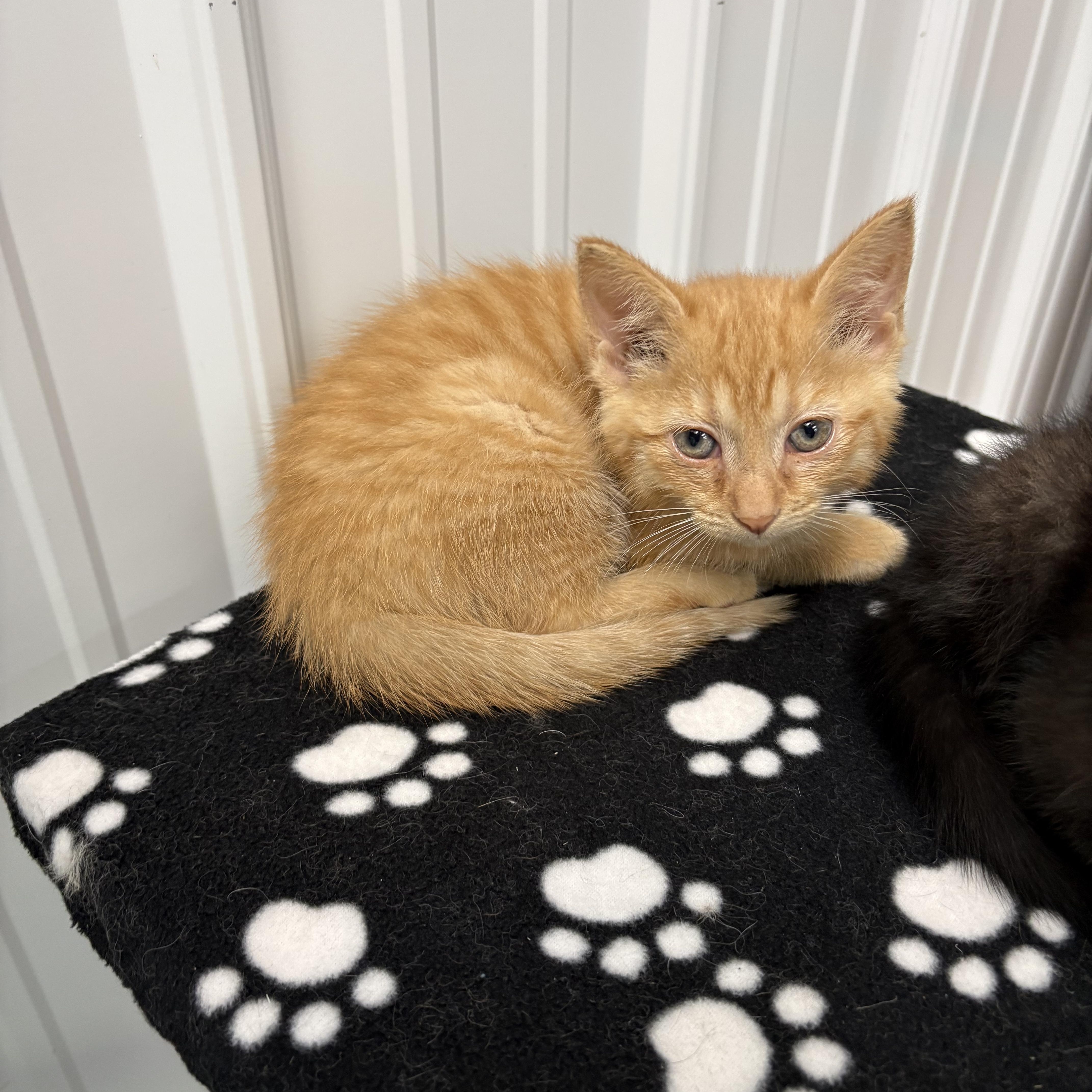 Enlarge Chief, a ADOPTABLE American Shorthair in Big Rapids, MI image 2/3