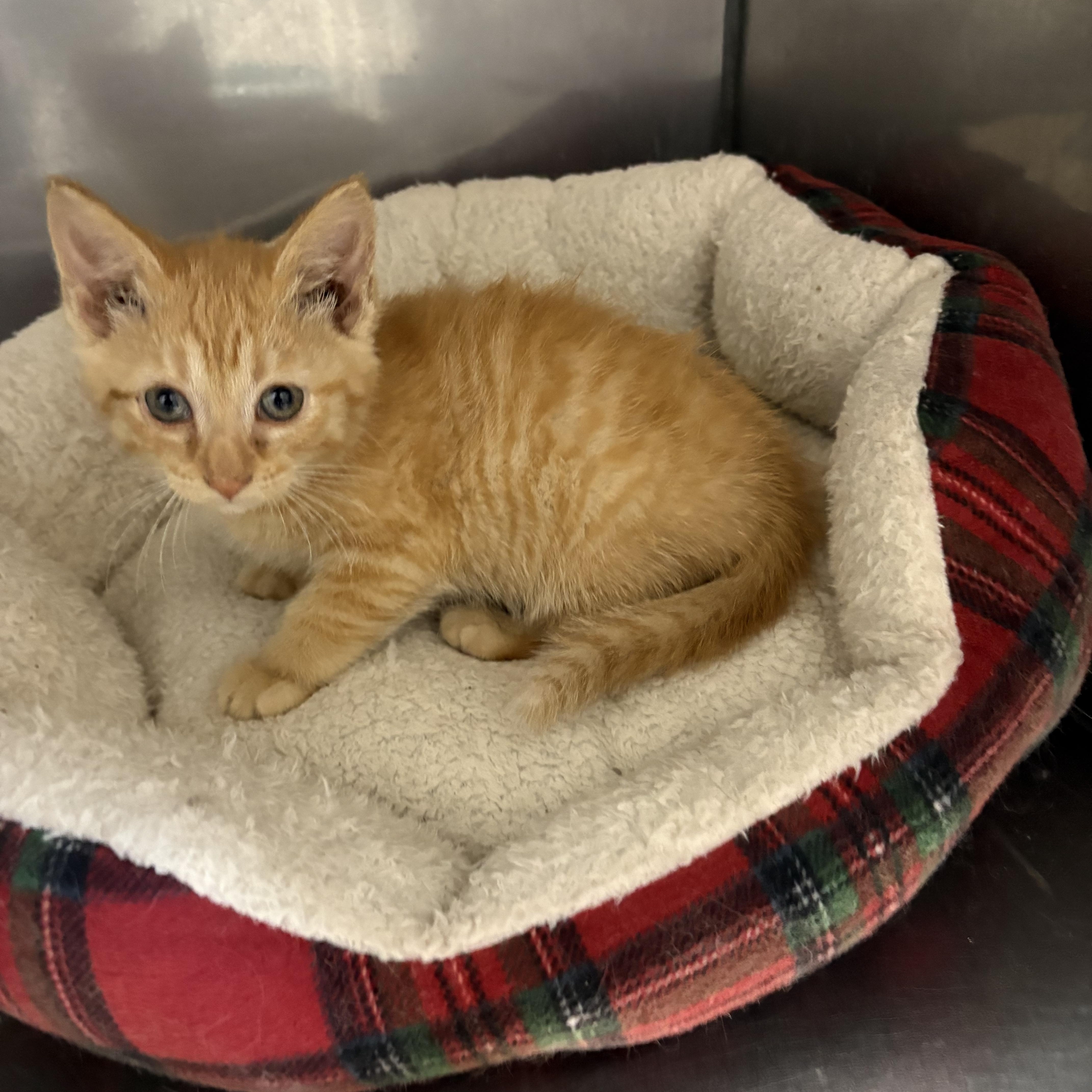 Enlarge Chief, a ADOPTABLE American Shorthair in Big Rapids, MI image 3/3