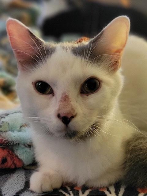 Enlarge Logan, a Adoptable mixed breed in Douglasville, GA image 1/1