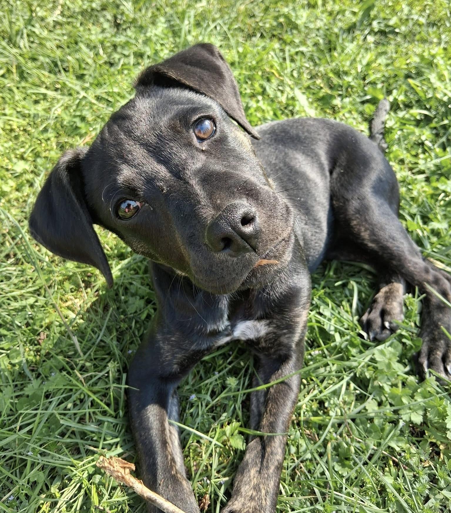 Enlarge Tsireya, a ADOPTABLE mixed breed in Ooltewah, TN image 2/6