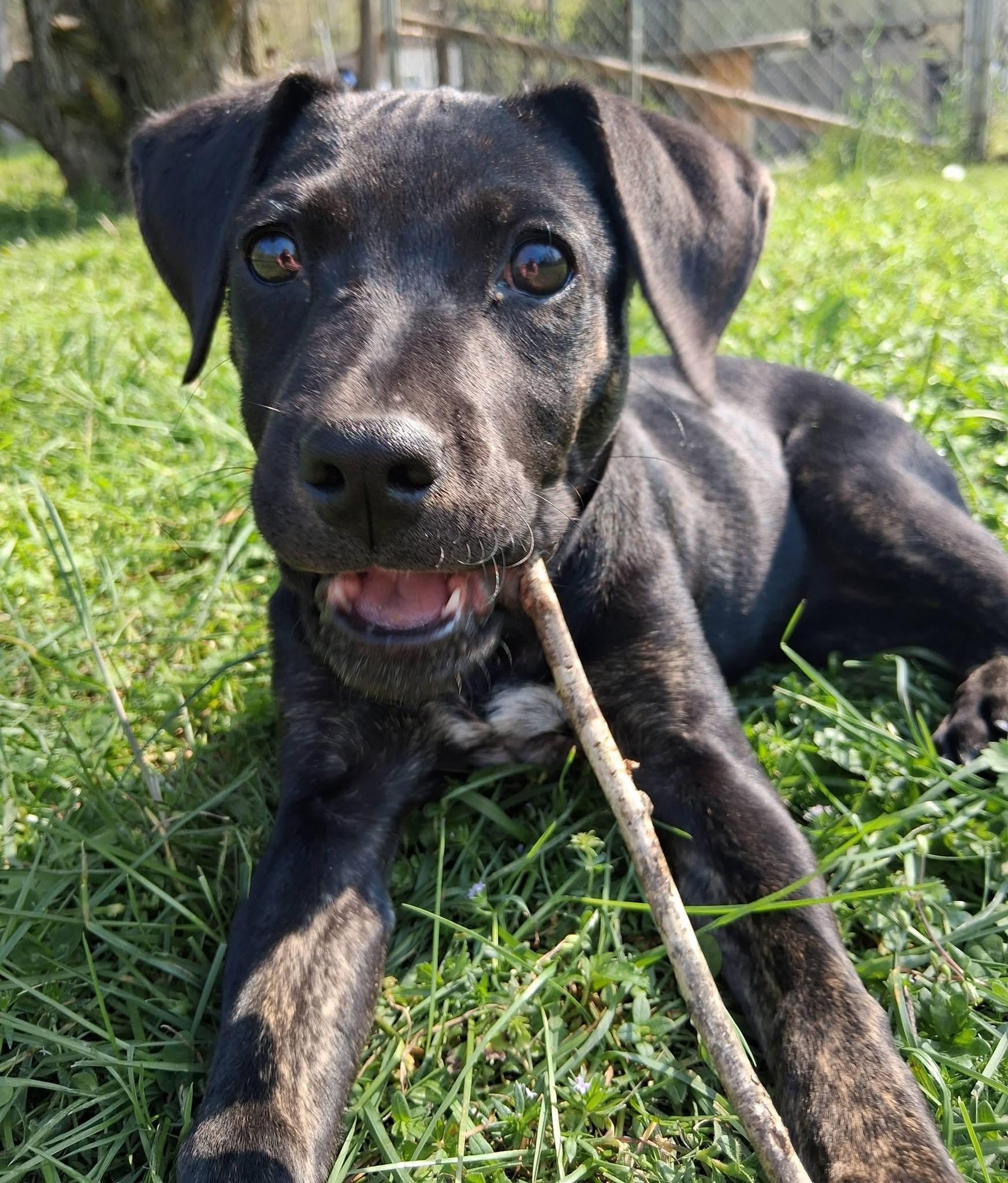 Enlarge Tsireya, a ADOPTABLE mixed breed in Ooltewah, TN image 3/6