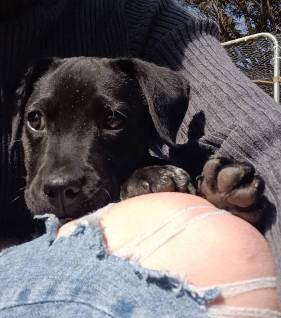 Tsireya, a ADOPTABLE mixed breed in Ooltewah, TN image 3/5