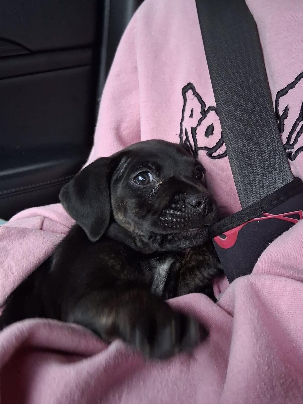 Tsireya, a ADOPTABLE mixed breed in Ooltewah, TN image 4/5