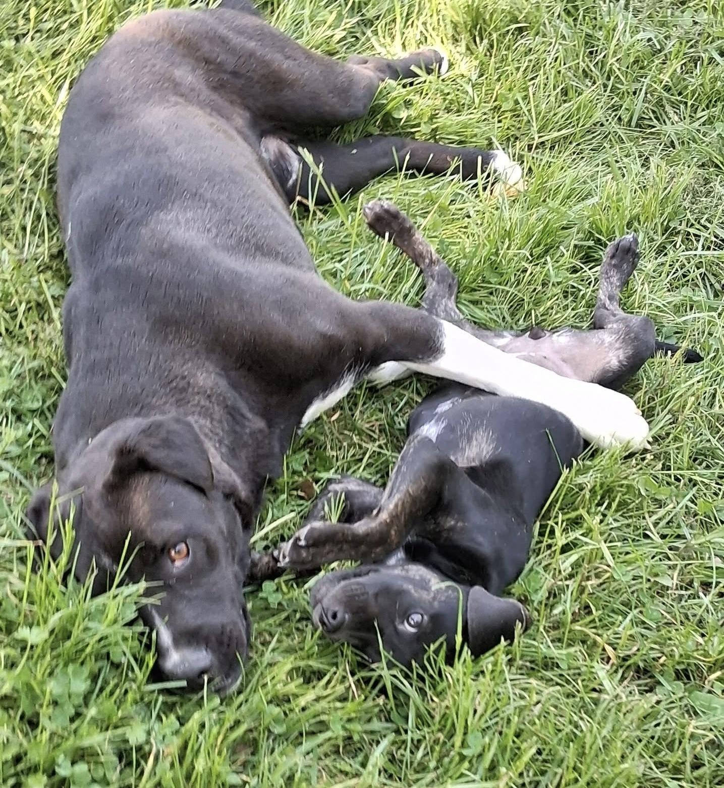 Enlarge Tsireya, a ADOPTABLE mixed breed in Ooltewah, TN image 4/6