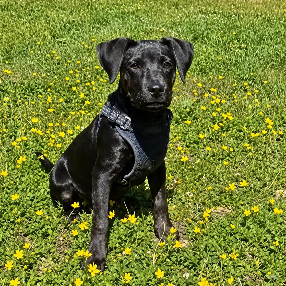 Tsireya, ADOPTABLE, Puppy Female Plott Hound & Labrador Retriever.