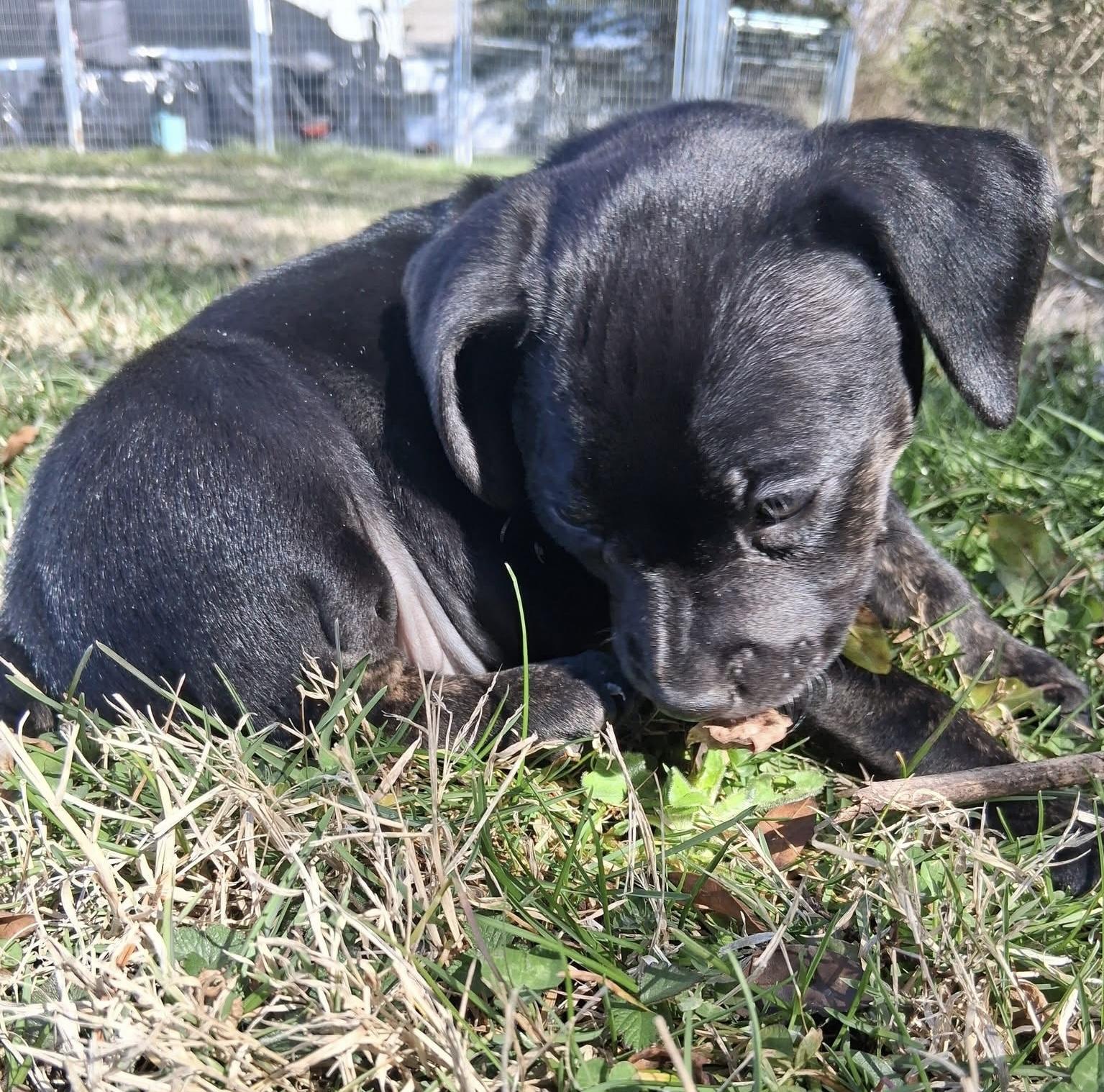 Tsireya, a ADOPTABLE mixed breed in Ooltewah, TN image 5/5